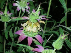 100 A Puntini Bee Balm Monarda Punctata Spotted Sicklefish Labridi Fiore Erba Horesemint Tratteggiata Semi Di Menta Ebay