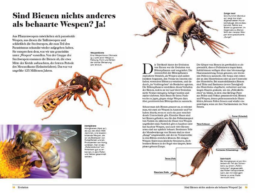 Thumbnail - Wespen | Eric R. Eaton | Unterschätzte Insekten Mit Erstaunlichen
