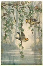 Medici Society Postcard Molly Brett Goldcrests Birds in Misty Scene PK320