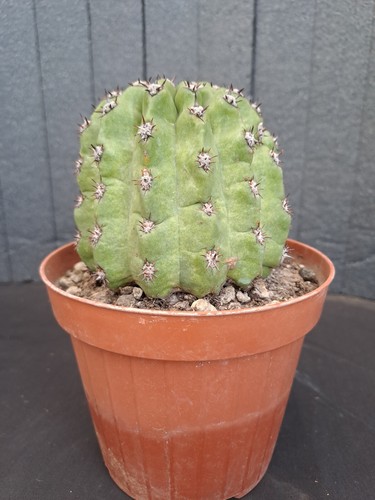 Tric o cereus terscheckii x Echinopsis hyb. RARE PLANT cod. ebay-Y028 - Foto 2 di 17