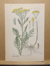 1886 ANTIQUE LITHOGRAPH ILLUSTRATION BOTANY FLOWER FLORA NATURE DECOR PICTURES RARE