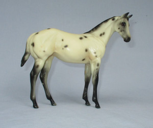Peter Stone Horse Weanling Foal Makin the Grade Leopard Appaloosa filly matte