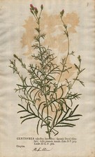Centaurea Flockenblumen Naturselbstdruck nature printing Kniphof 1757