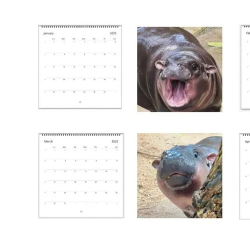 Count Down Moo Deng 2025 Calendar New Year Gifts - Picture 8 of 9