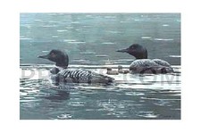 John Seerey-Lester Summer Rain Common Loons Prestige Edition