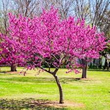 1 Eastern Redbud Tree 12-24" Tall Cercis canadensis Potted
