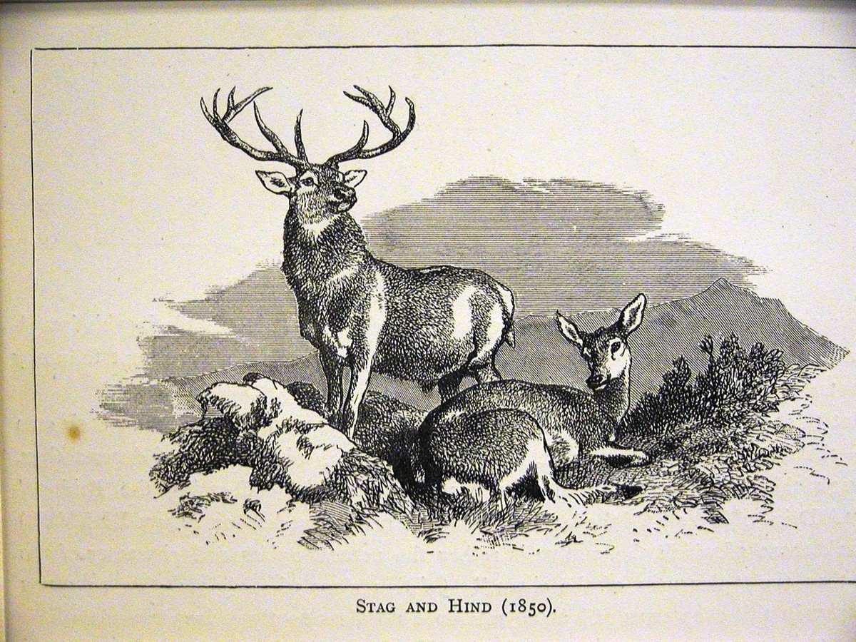 ◼️EDWIN×CAPTAIN STAG◼️ ◼️CS×EDWIN FDスツール◼️ Edwin Landseer STAG AND HIND DEER on MOUNTAIN TOP 1870