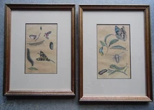 Butterflies  + Moths Nature Displayed 1823  2 H/col Engravings Simeon Shaw