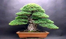20 White Spruce Bonsai Tree Seeds for Planting Bonsai