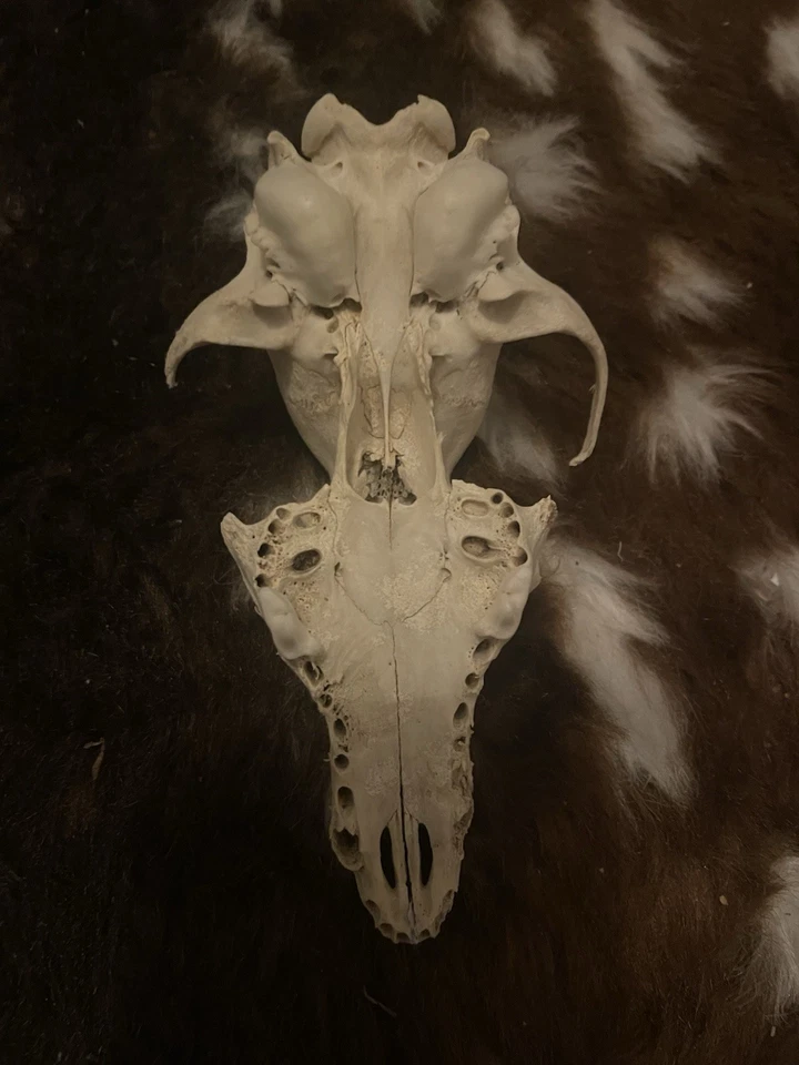Assorted Wild Animal Bone Lot: Skulls, Jawbones, Vertebrae & Teeth Unmounted - Image 4 of 4