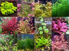 40x Aquarium Plant Package - 12 species