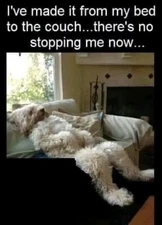 Humorous  dog refrigerator magnet   3 1/2 x 4 1/2