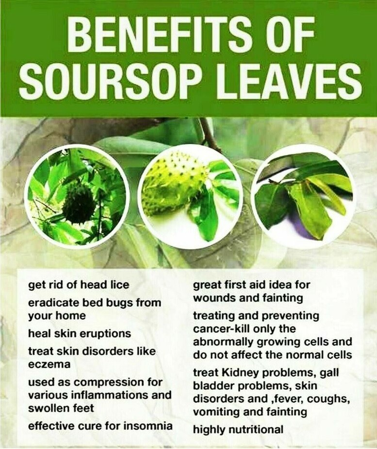 soursop leaves benefits