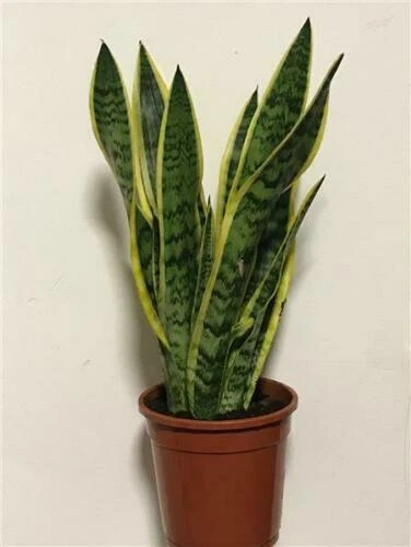 Pflanzen, Sämereien & Blumenzwiebeln mit mittlerem Wasserbedarf