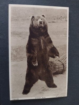 Tierpostkarte, Kodiak Bär, Peitschenpark