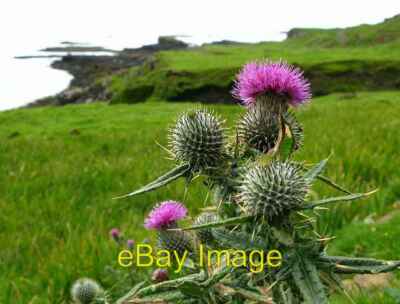 Photo 6x4 Thistle, Canna A' Chill On the south shoreline of Canna. c2008