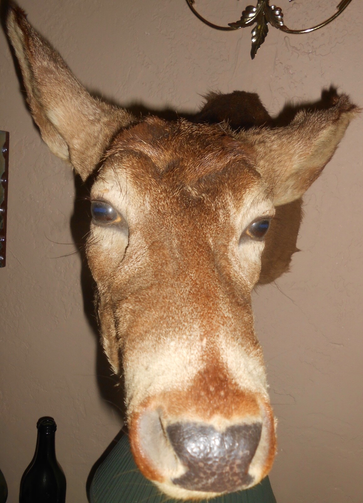 Whitetail deer taxidermy antlerless shoulder mount