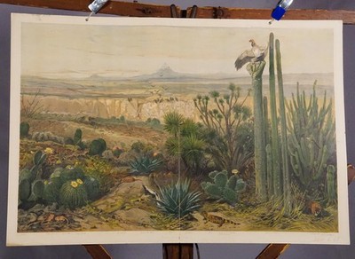 Art Print Vintage Mural Countrycore Wall Chart Plateau of Anahuac Mexico