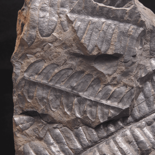 FARNFOSSIL - Karbon - Leon - SPANIEN 0L2
