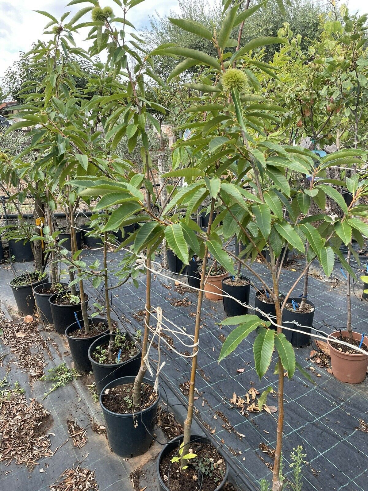 Arbre fruitier Châtaignier Bouche de Betizac en pot 145 cm eBay