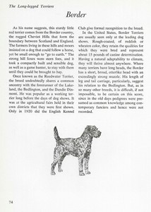 The Border Terrier - CUSTOM MATTED - Vintage Dog Art Print - "G"