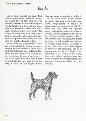 The Border Terrier - CUSTOM MATTED - Vintage Dog Art Print - ''G''