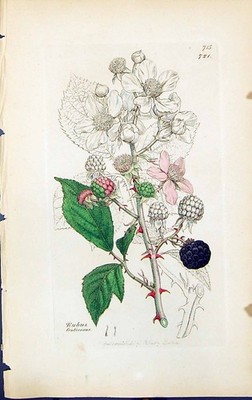 Antiker alter Druck Rubus Fruticosus Britische Pflanzen Botanik 1847 Sowerby Smith