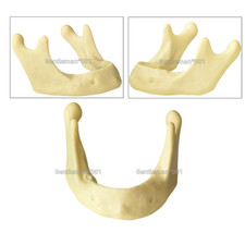 Dental Implant Mandible Jaw Model for Basic Drilling Insertion Practice M2022