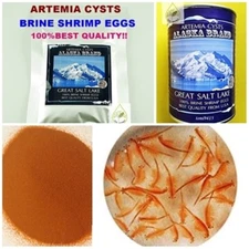 Best Brine Shrimp Egg Artemia Cysts PREMIUM High Quality 90% ALASKA USA 50 grams