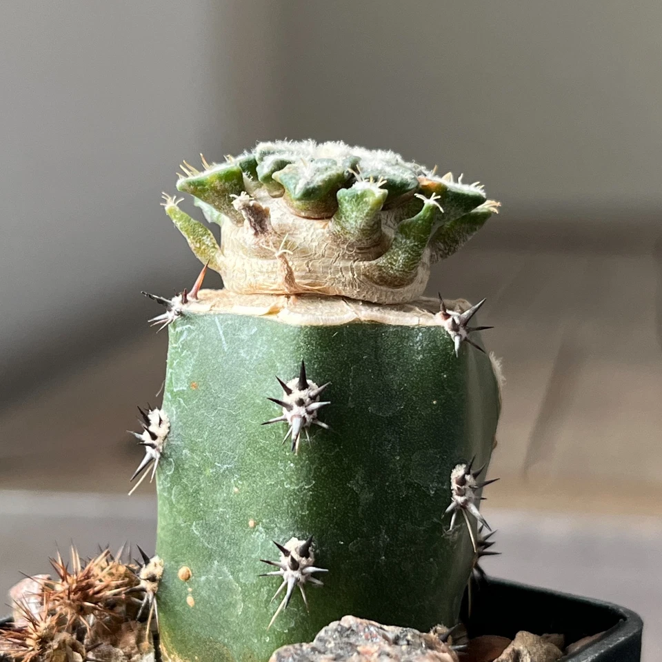 A13-1402 Cactus kotschoubeyanus VM526, Lucio Blanco, Coah, 4 piezas Foto 2 de 4