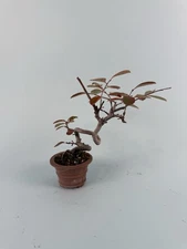 Chinese Quince Bonsai Potted In Tokoname Pot