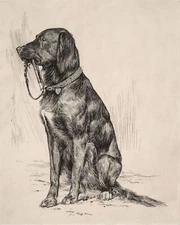 1800s Black Labrador Vintage Drawing Giclee Print on Fine Art Paper