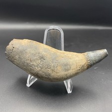 LEVIATHAN ANCIENT WHALE TOOTH FOSSIL MEGALODON ERA AUTHENTIC FOSSIL MUSEUM GRADE