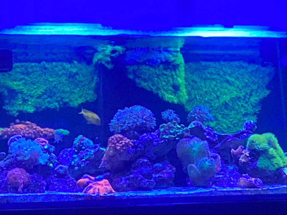 盐水珊瑚展示水箱出售超过15,000美元的珊瑚 — 第 2/2 张图片