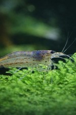 10 Amano Shrimp S