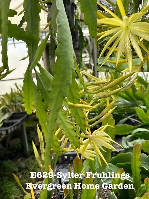 Rooted Epiphyllum Orchid Cactus  Sylter Fruhlings  Growing In 4  Starter pot.