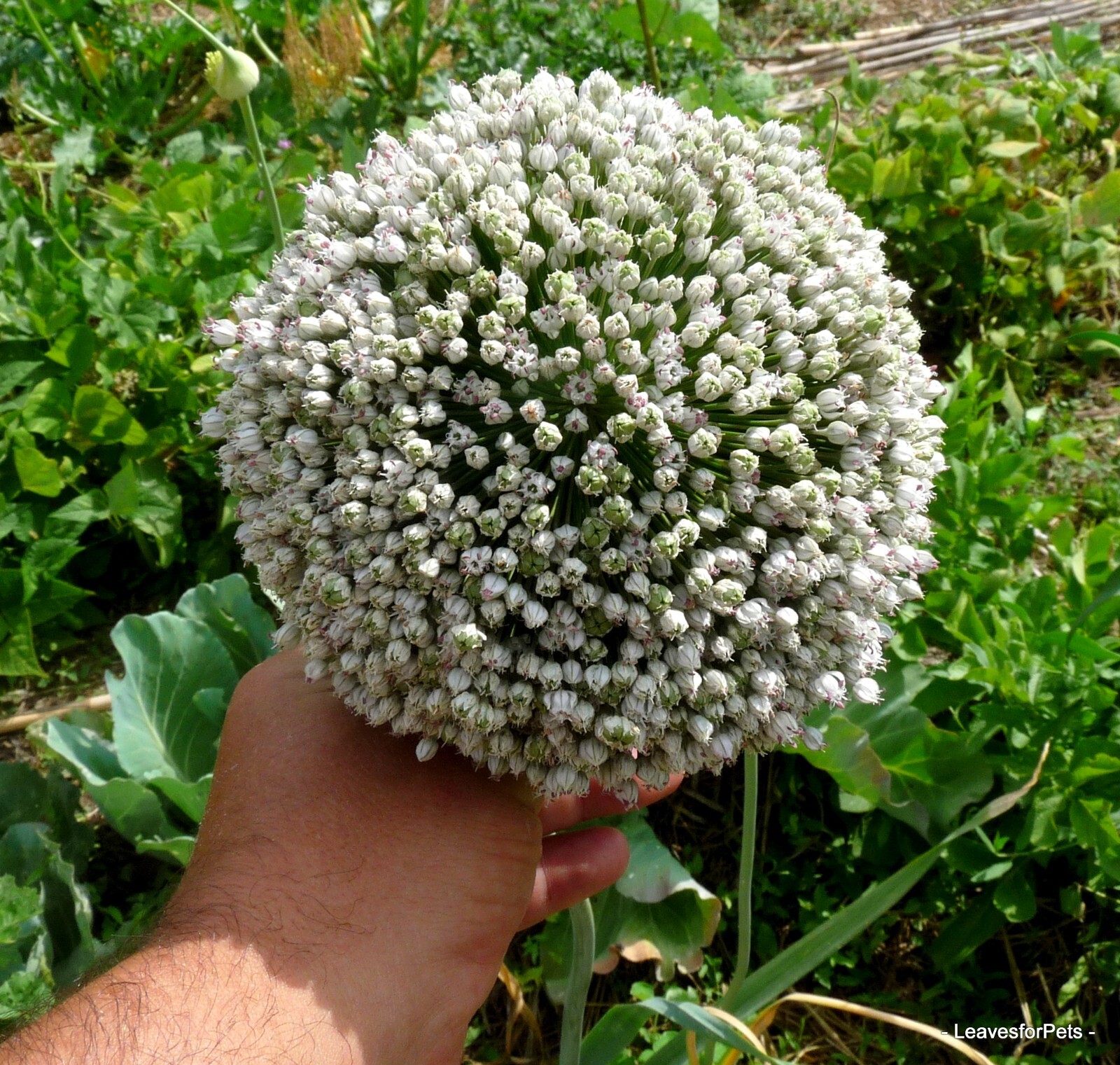 Ajo silvestre - Ajoporro 20 Bulbillos -