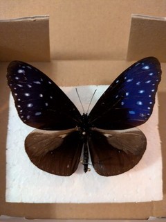 Euploea multiciber Schmetterling Falter