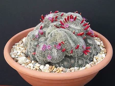 Mammillaria perbella rare flower cacti pincushion globular cactus  seed 50 SEEDS
