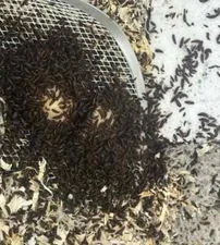 “Dermestid Beetle Starter Colony 150+ Premium Mix of Adults, Larvae & Eggs