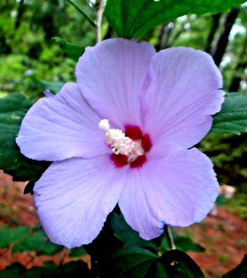 LIVE PLANT SINGLE PURPLE ROSE OF SHARON HIBISCUS ALTHEA 6"to1' STARTER BUSH  TREE | eBay