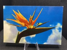POSTCARD: Bird Of Paradise Hawaiian Flower E11