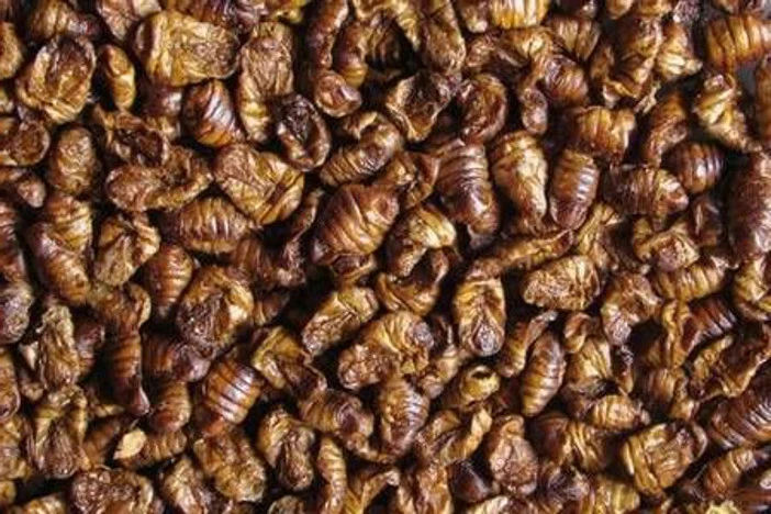 1 kg Premium Seidenraupen - Koifutter - Fischfutter - Koi - Snack - Teich