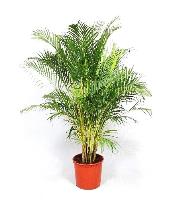 black zz plant uk Black ZZ Plant
