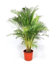 Dypsis Lutescens, ARECA palm golden cane palms ornamental plant seed 100 seeds
