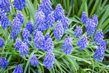 100 Graines de Muscari Méthode BIO seeds plantes fleurs semence florale jardin