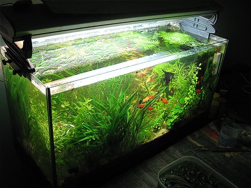 Fertilizzante acquario PMDD 150 grammi Potassio Magnesio Ferro chelato e Micro - Foto 4 di 11