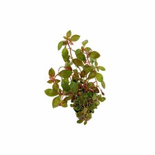 Ludwigia Repens Rubin Live Aquarium Plants