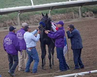 COLOR PHOTO MEDINA SPIRIT unsaddling after the Breeders' Cup Classic