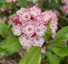 4 Mountain Laurel (Kalmia Latifolia)  native start plants,, bare root
